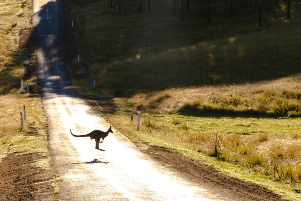 A kangaroo crossing an unpaved road in Australia highlighting the serene wildlife and natural landscape